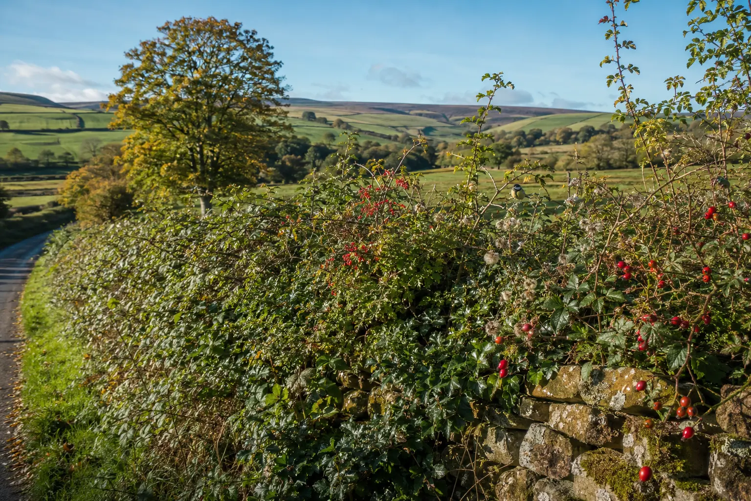 A mature mixed hedgerow beside a stone wall in the North Yorkshire countryside