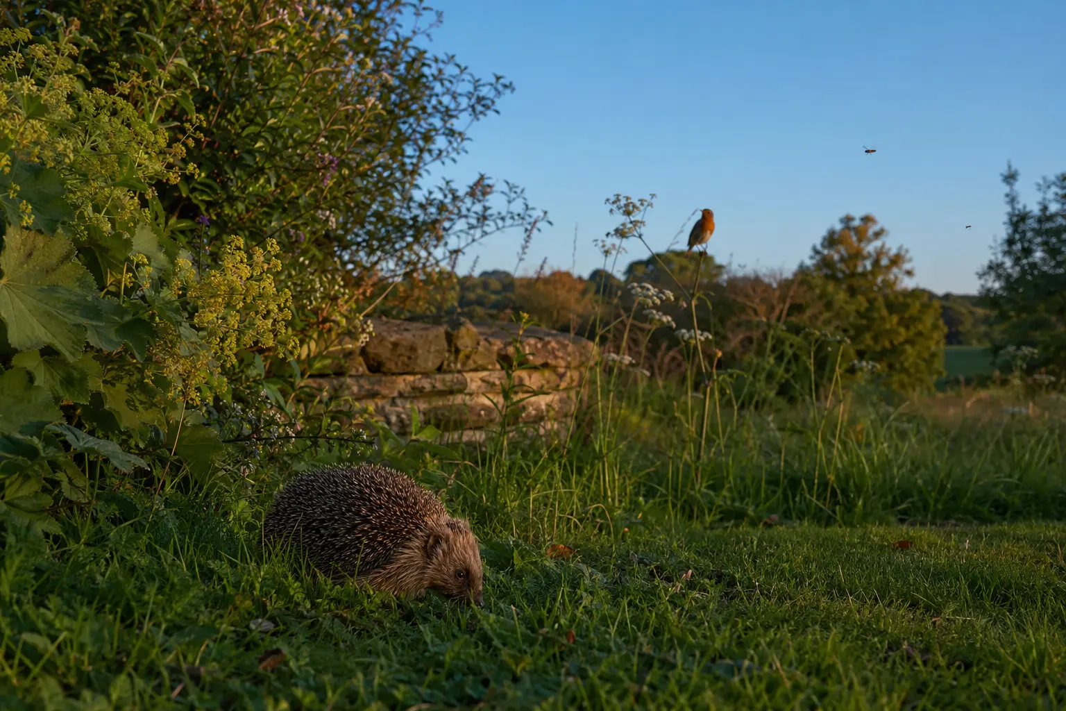 A hedgehog and robin in a wildlife-rich rural garden near Malton