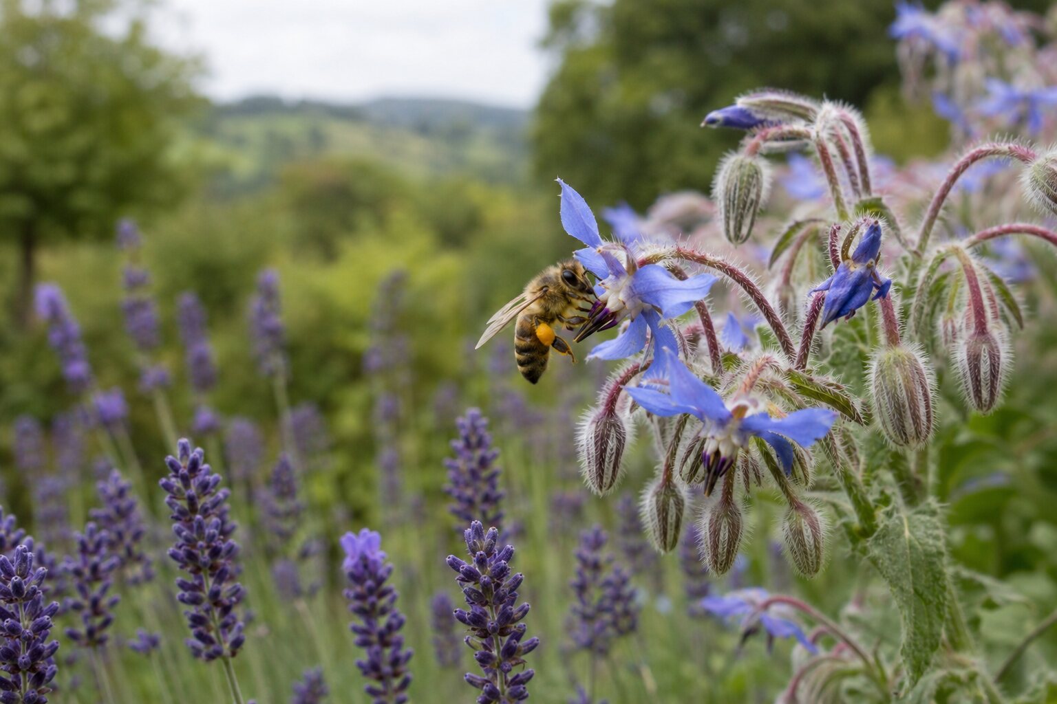 Worker honey bee carrying pollen while foraging on blue borage in a cottage garden