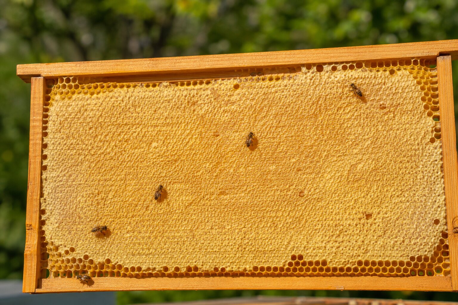 Wooden hive frame filled with capped golden honeycomb and a few honey bees